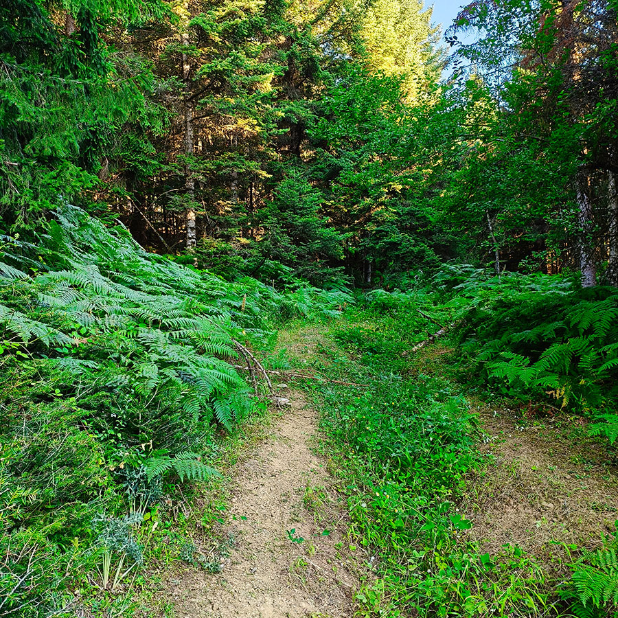 Forest hiking trail through lush ferns on the ascent to Voulgara Peak in the Agrafa Mountains.