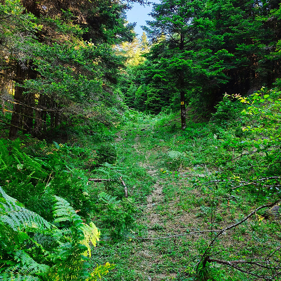 Forest hiking trail through dense fir trees on the Z1 route to Voulgara Peak in the Agrafa Mountains.