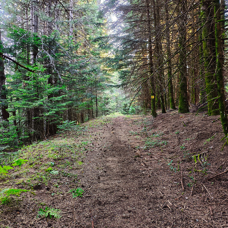 Well marked forest path through fir woodland on the hike to Voulgara Peak in Agrafa.