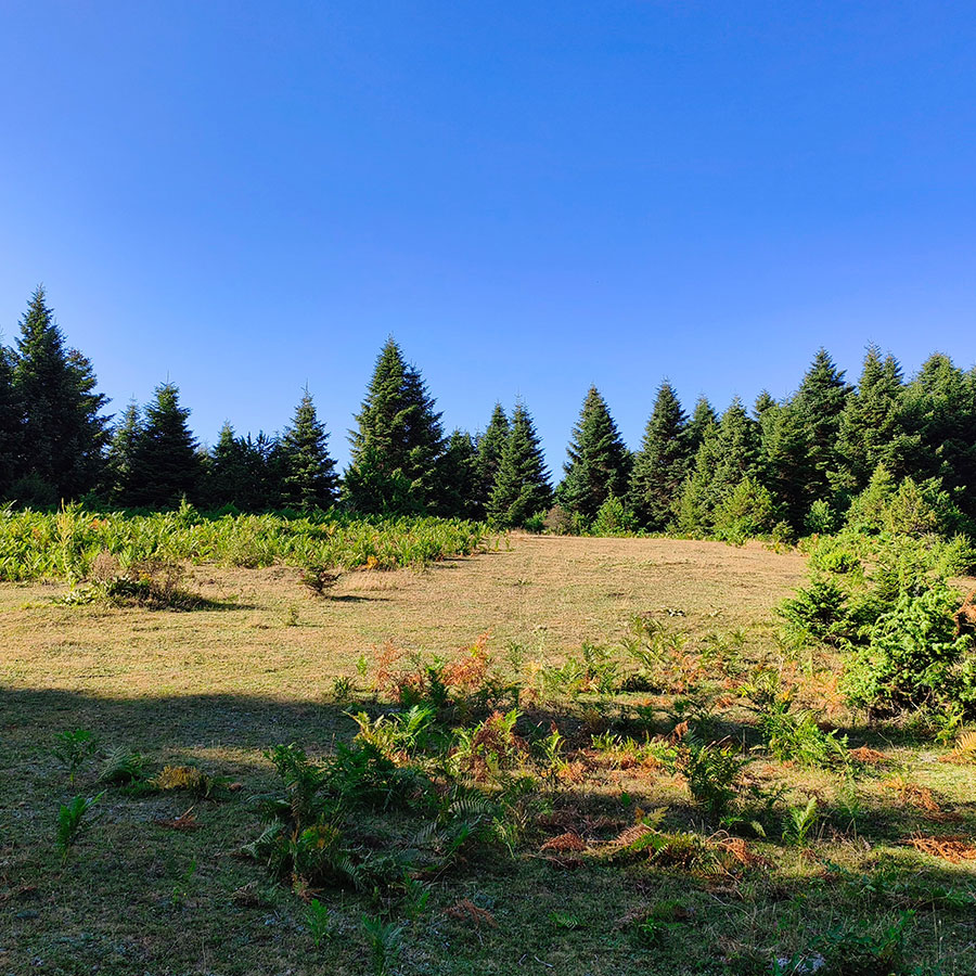 Mountain meadow surrounded by fir forest along the hiking route to Voulgara Peak in Agrafa.