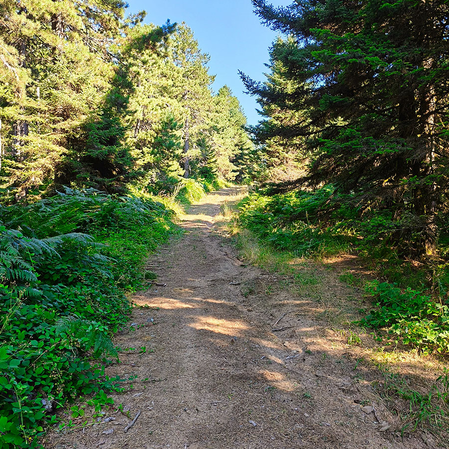 Wide forest trail surrounded by fir trees on the hike to Voulgara Peak in Agrafa.