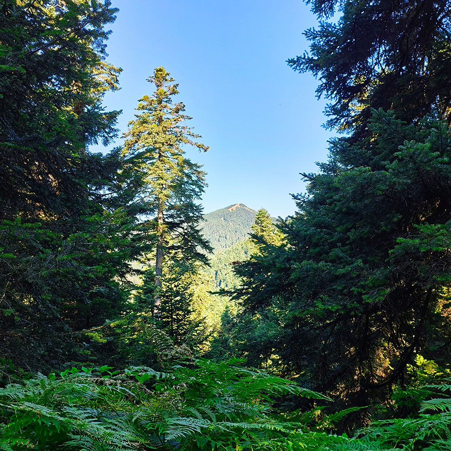 View of Voulgara Peak through the fir forest along the hiking trail in Agrafa.