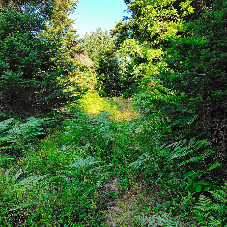 Narrow forest path surrounded by lush ferns on the hike to Voulgara Peak in Agrafa.