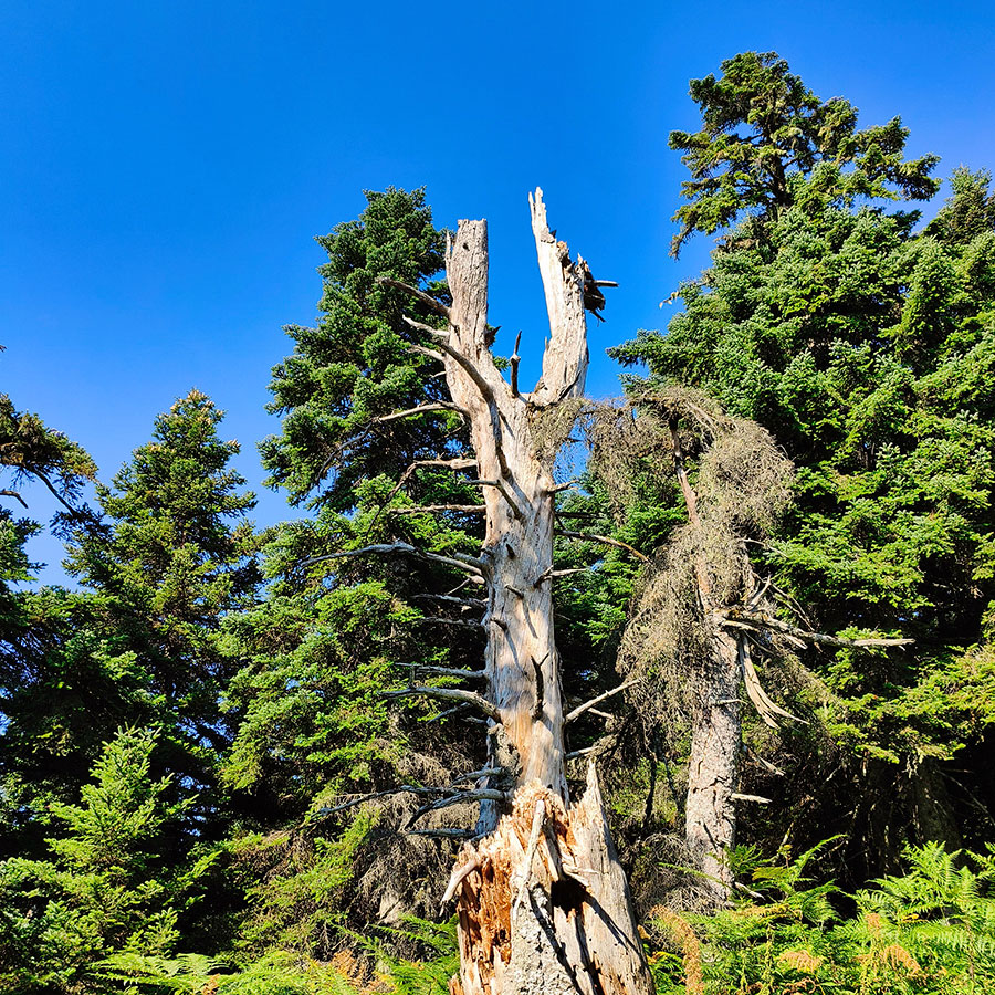 Weathered dead fir tree standing among the forests of Voulgara Peak in the Agrafa Mountains.
