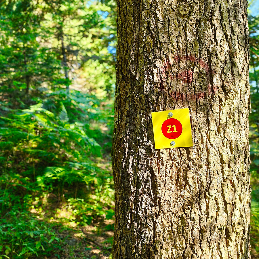 Official Z1 hiking trail marker attached to a fir tree on the route to Voulgara Peak.