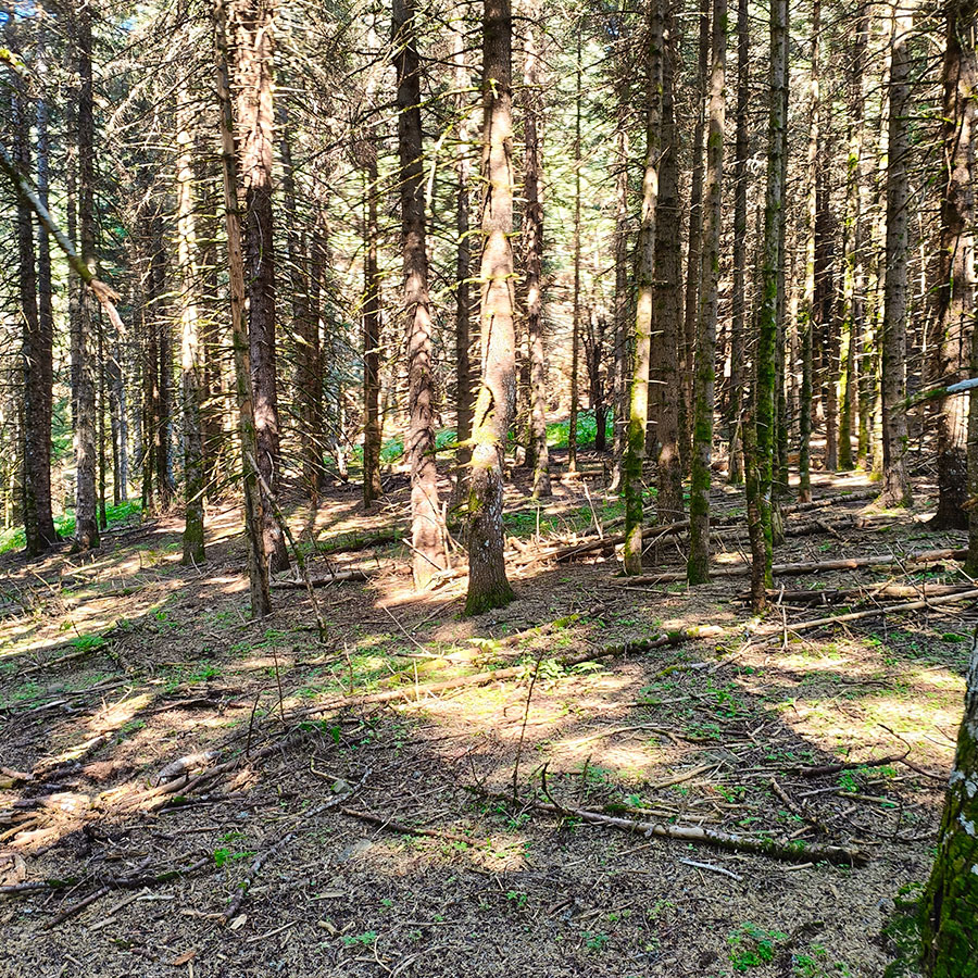 Dense fir forest along the hiking route to Voulgara Peak in the Agrafa Mountains.
