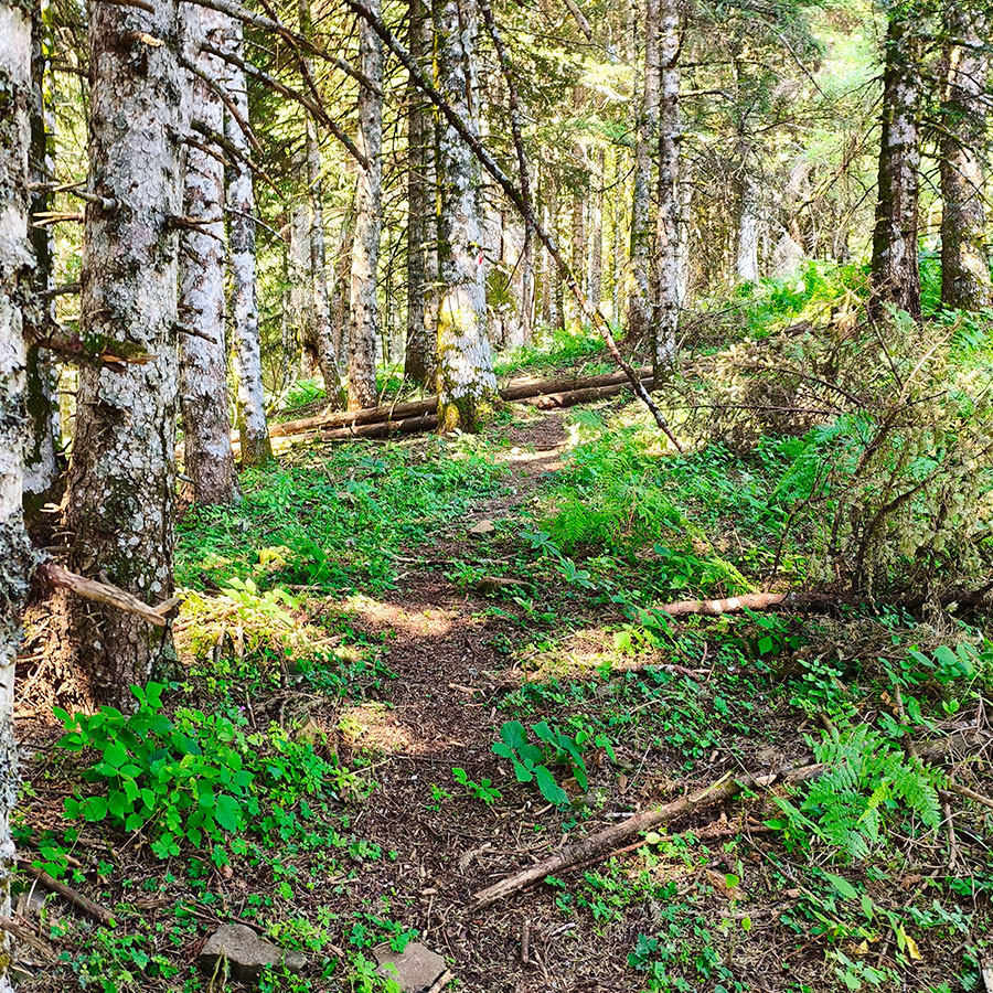 Forest trail winding through fir trees on the ascent to Voulgara Peak in Agrafa.